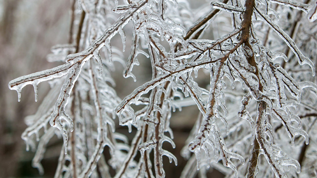 Icy tree branches